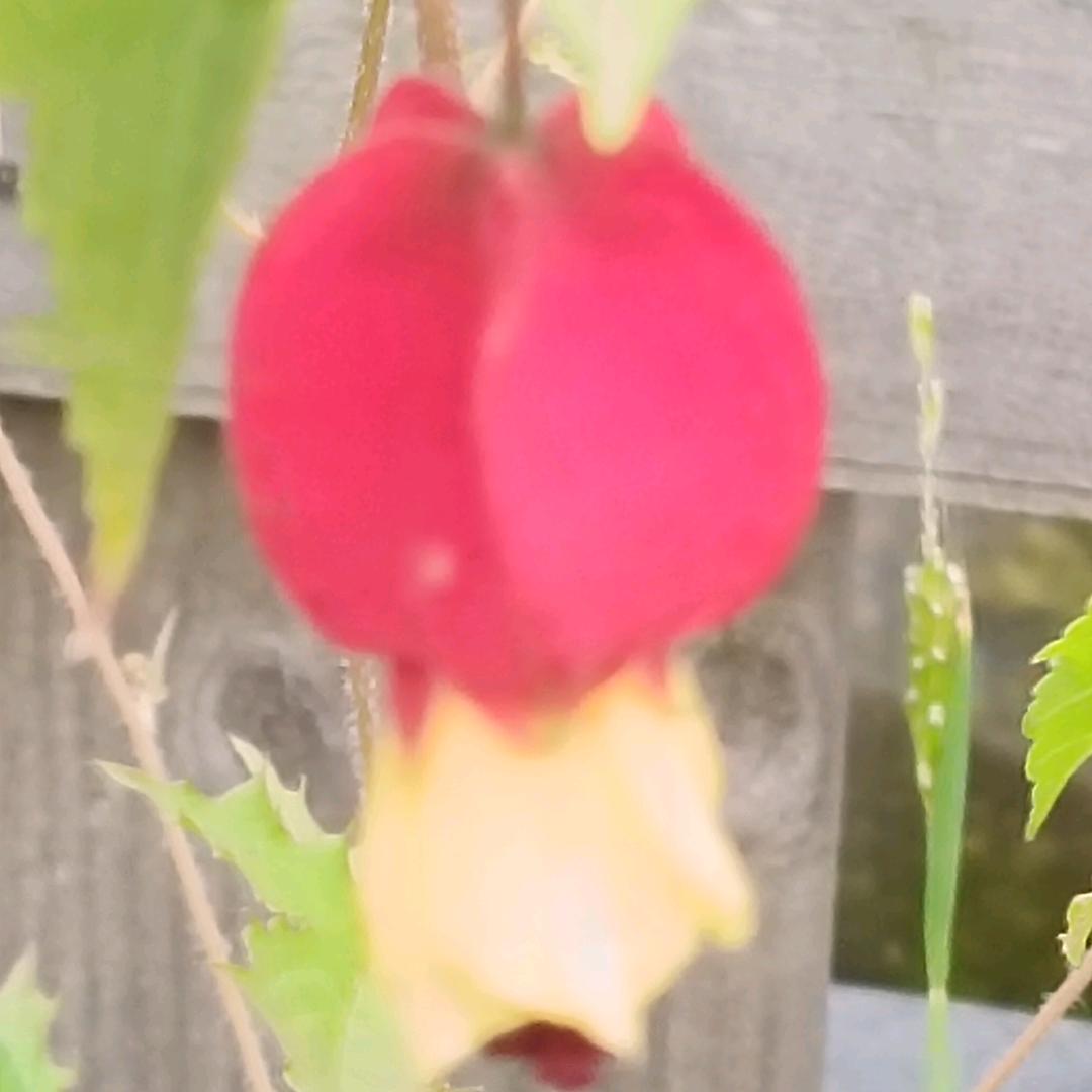 🐍薰🍁衣🍒草🧚‍♀️