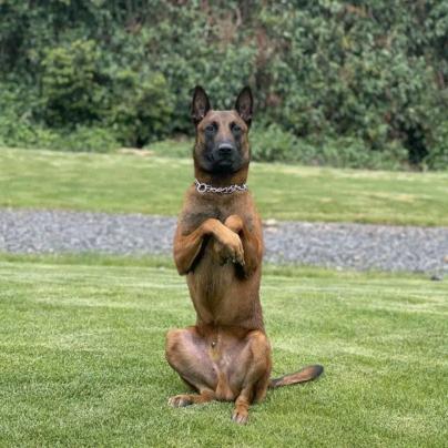 马犬玩家.