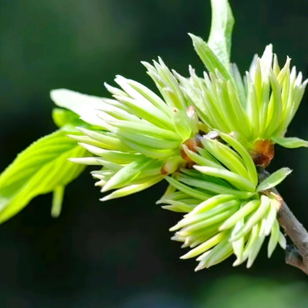 杜仲雄花晶苗疆