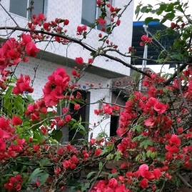 ღ᭄美🌸ོ࿐ᩚ