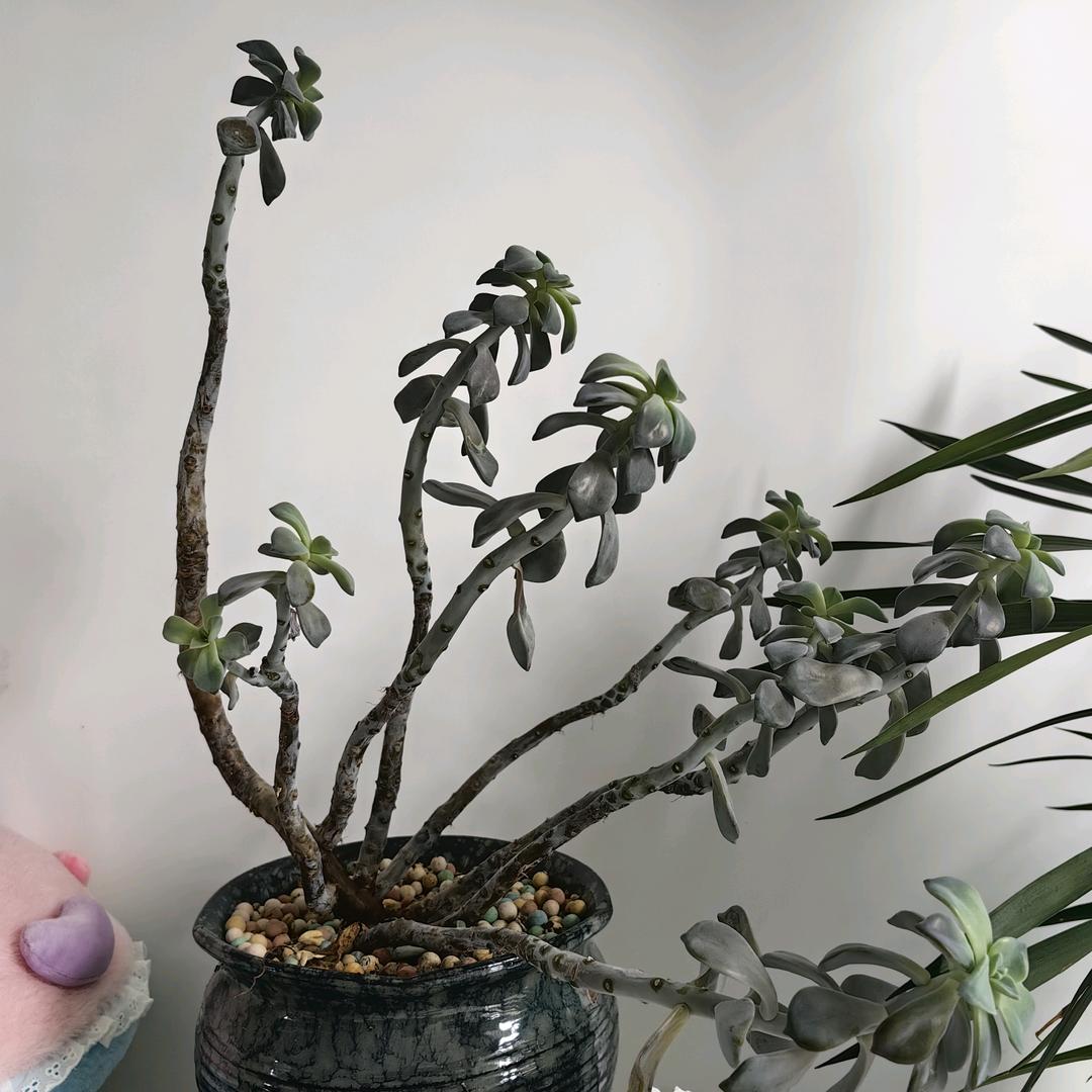 开心煮夫爱唱歌