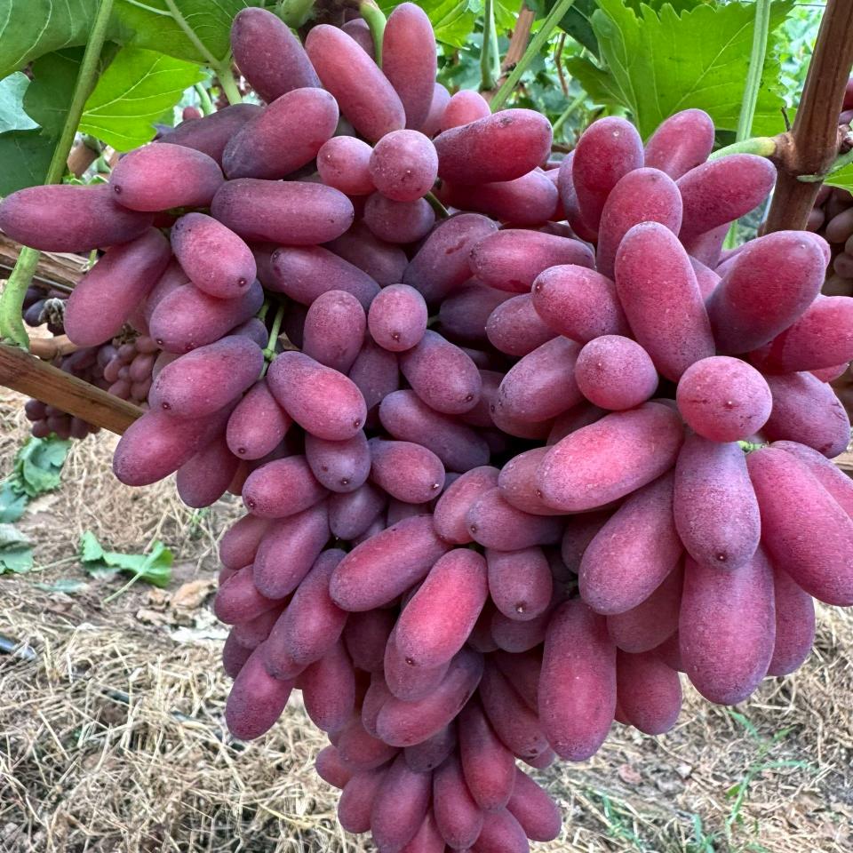 零度鲜农产