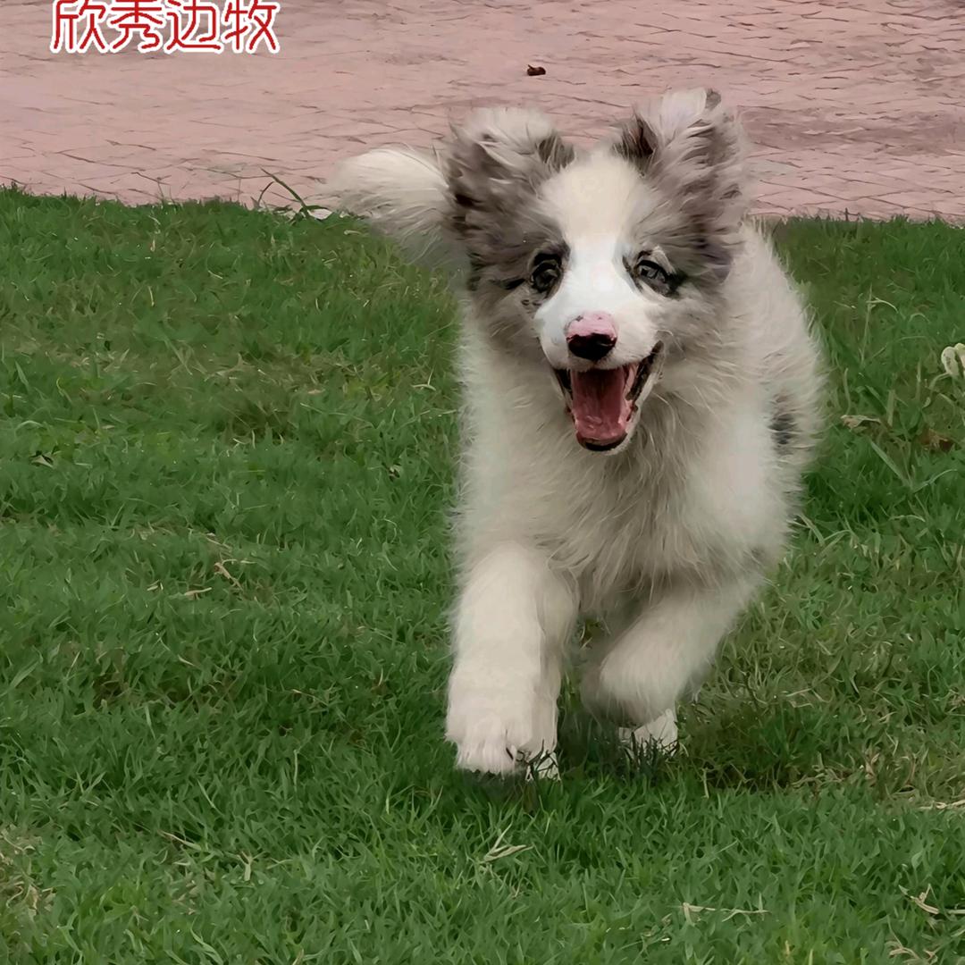 欣秀边牧犬舍