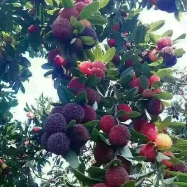 茂福 开播上午7点半我没有上过学。