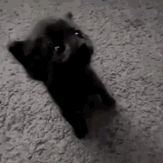家养猫