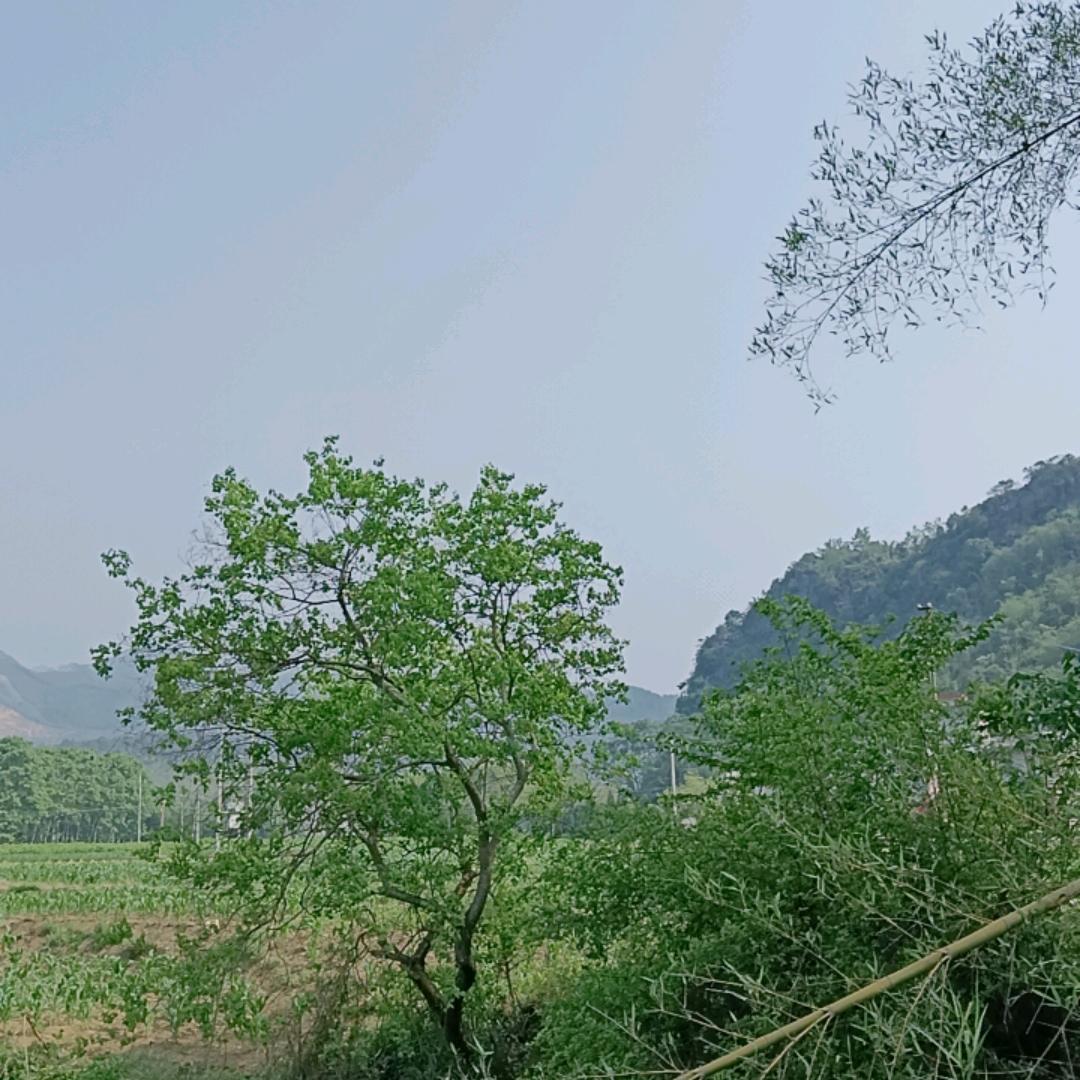nông thôn 2