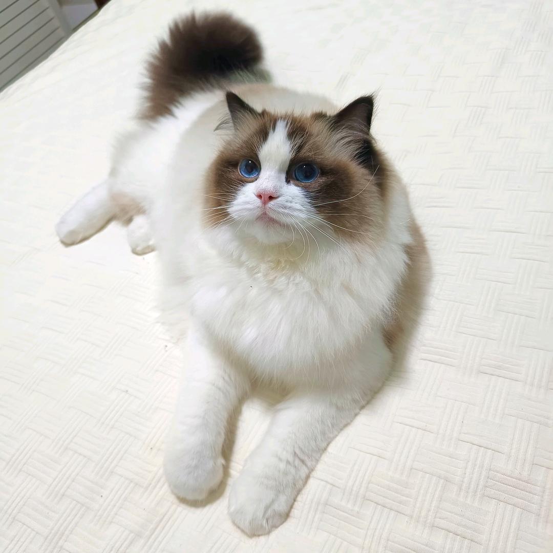 猫小布日记King