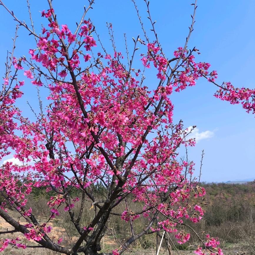 小雅