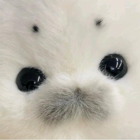 我想养一只海豹