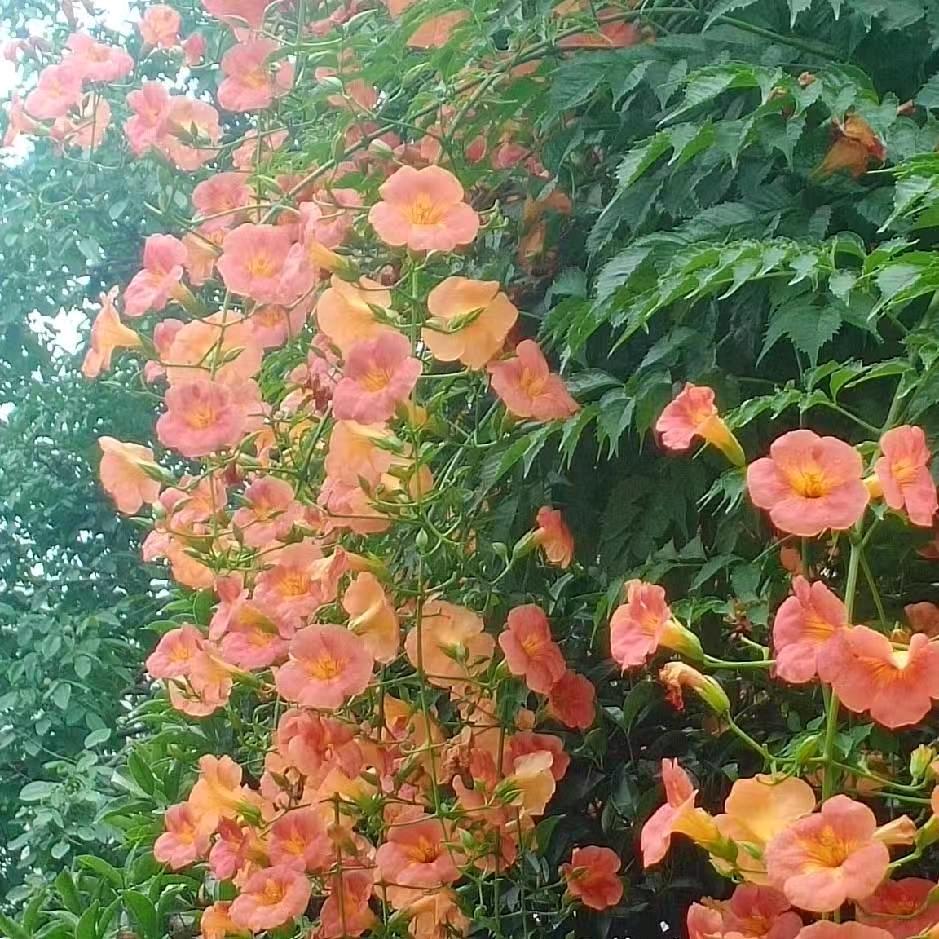 龙哥