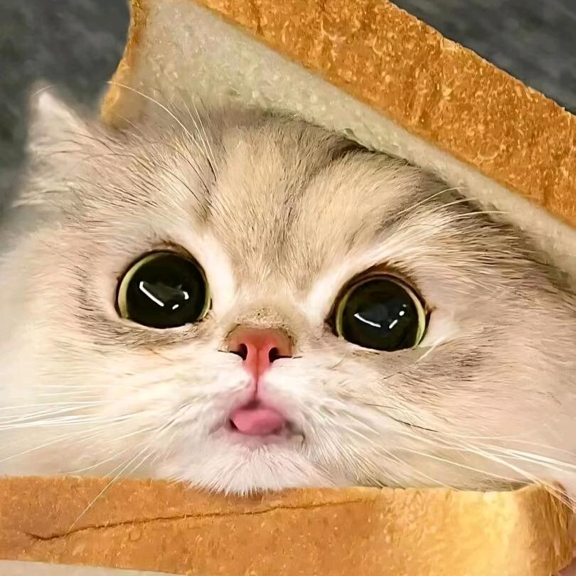 안새끼