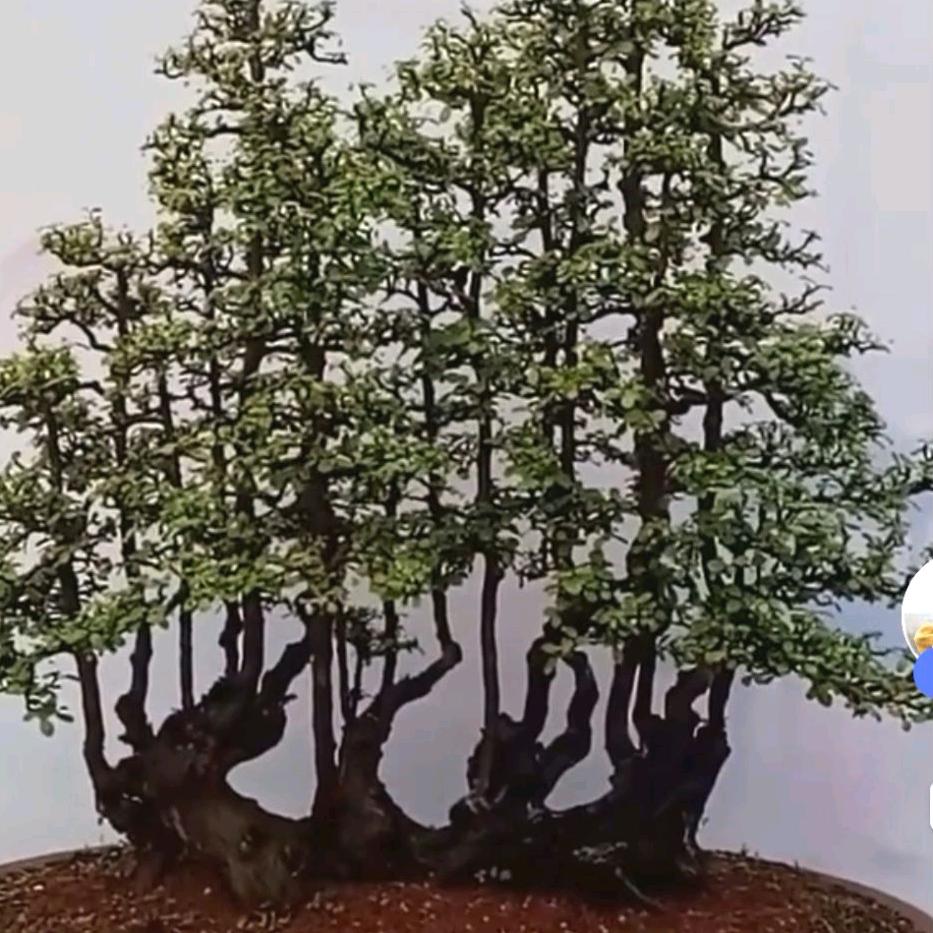 巨沿