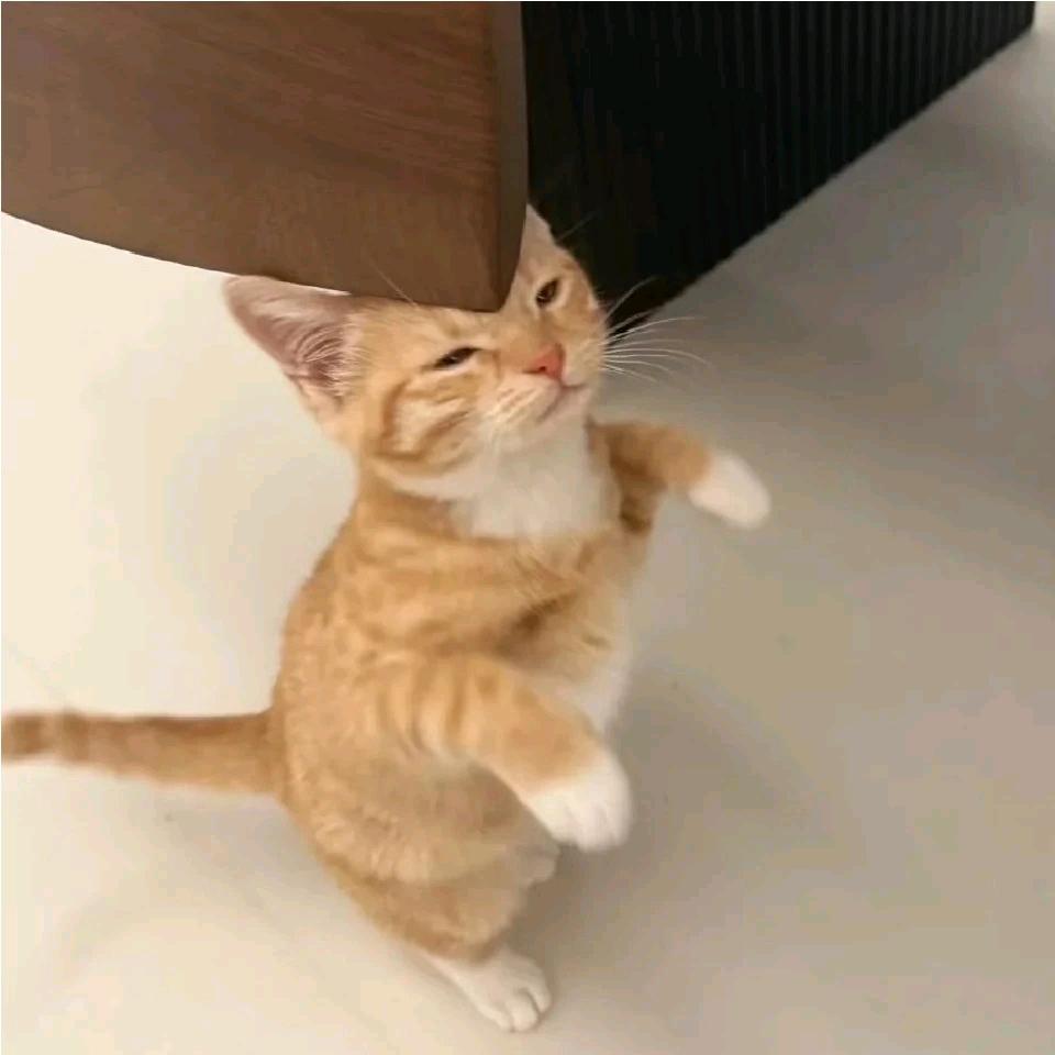 寿司小鱼