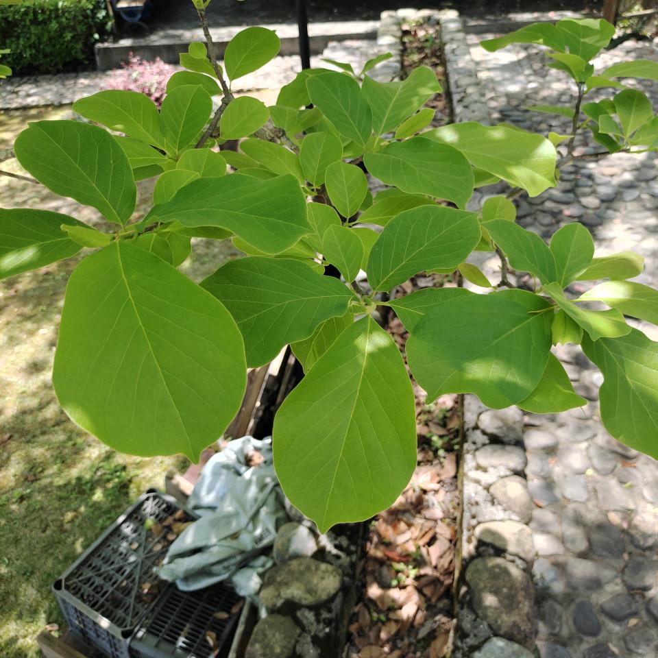 小恐龙