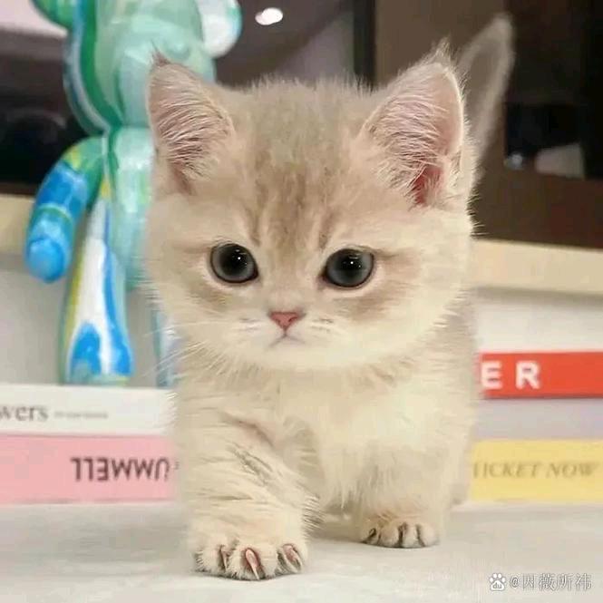 玖玖猫屋