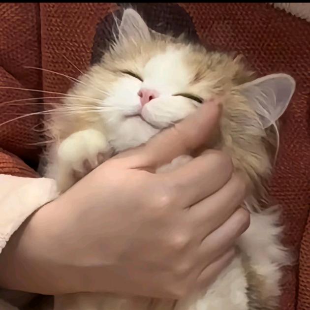 谦谦橙