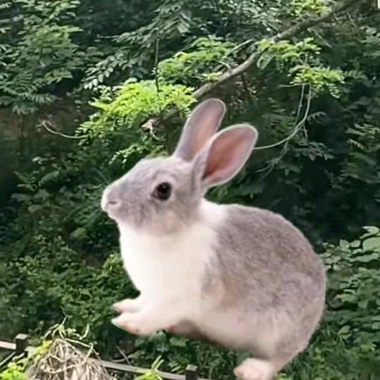 芸🌻🐇