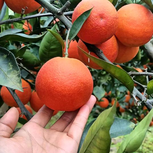 小李耙耙柑，爱媛，血橙，各种各样果果