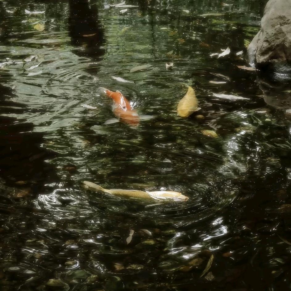 谛听头像