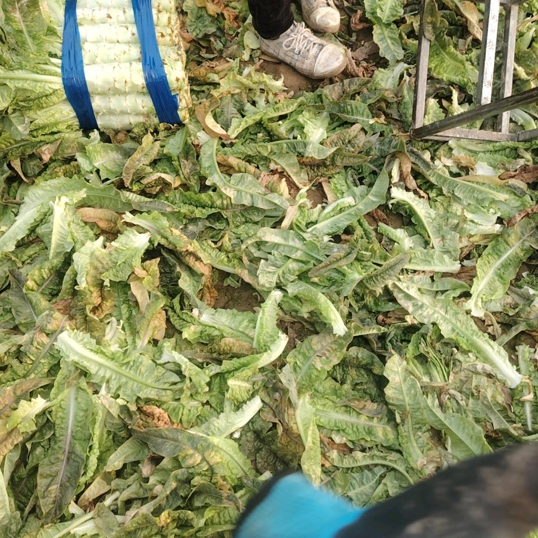 西瓜小妹