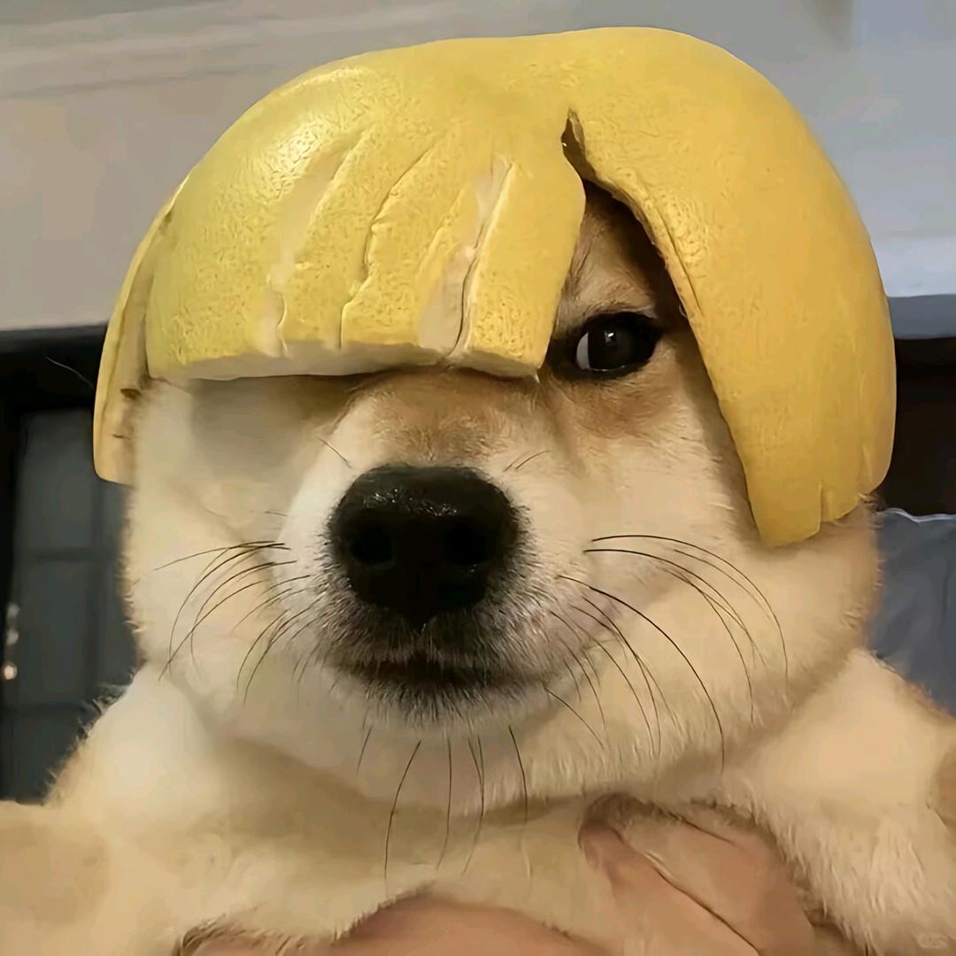 大树～