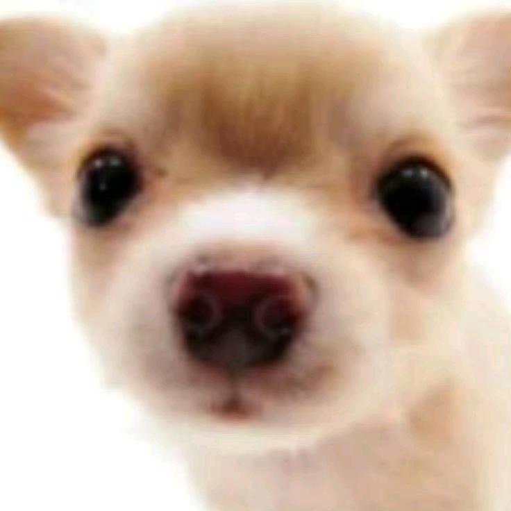 马卡龙门诊部拒绝胡萝卜