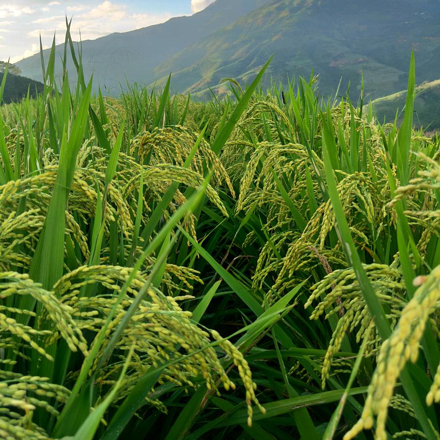 🚬꧔ꦿ爺℘們ᝰ愛᭄ᩚ꯭ᩚ財💞