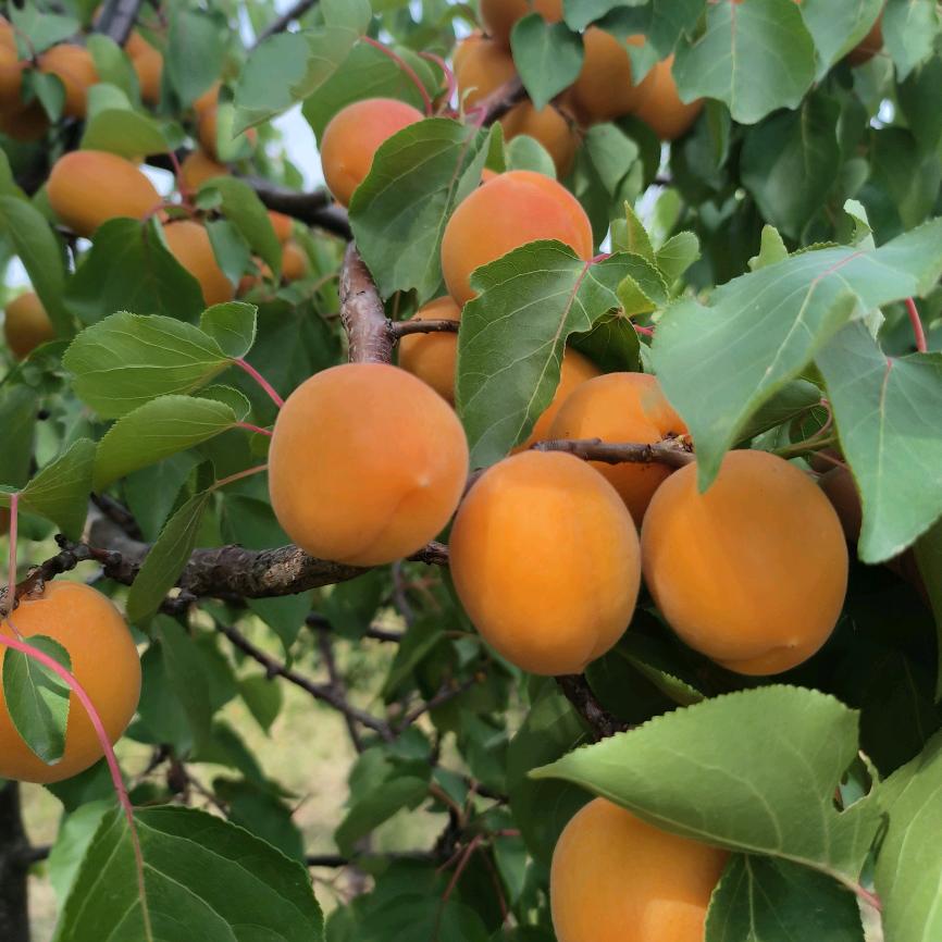 为你痴狂