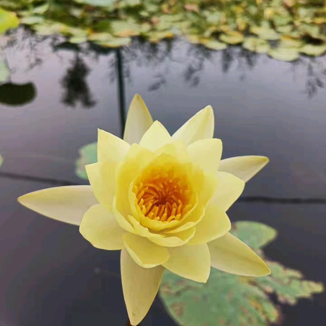 文琳萱