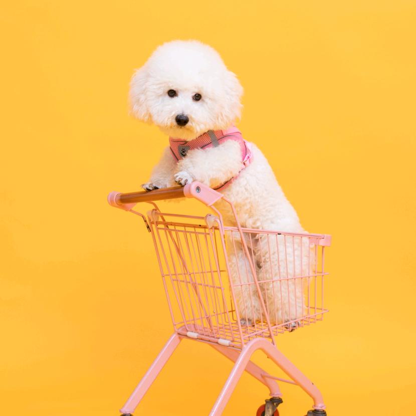比熊哆哆🐶