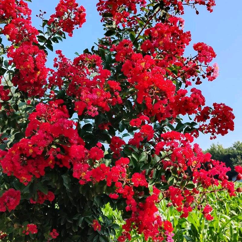 艺达花卉