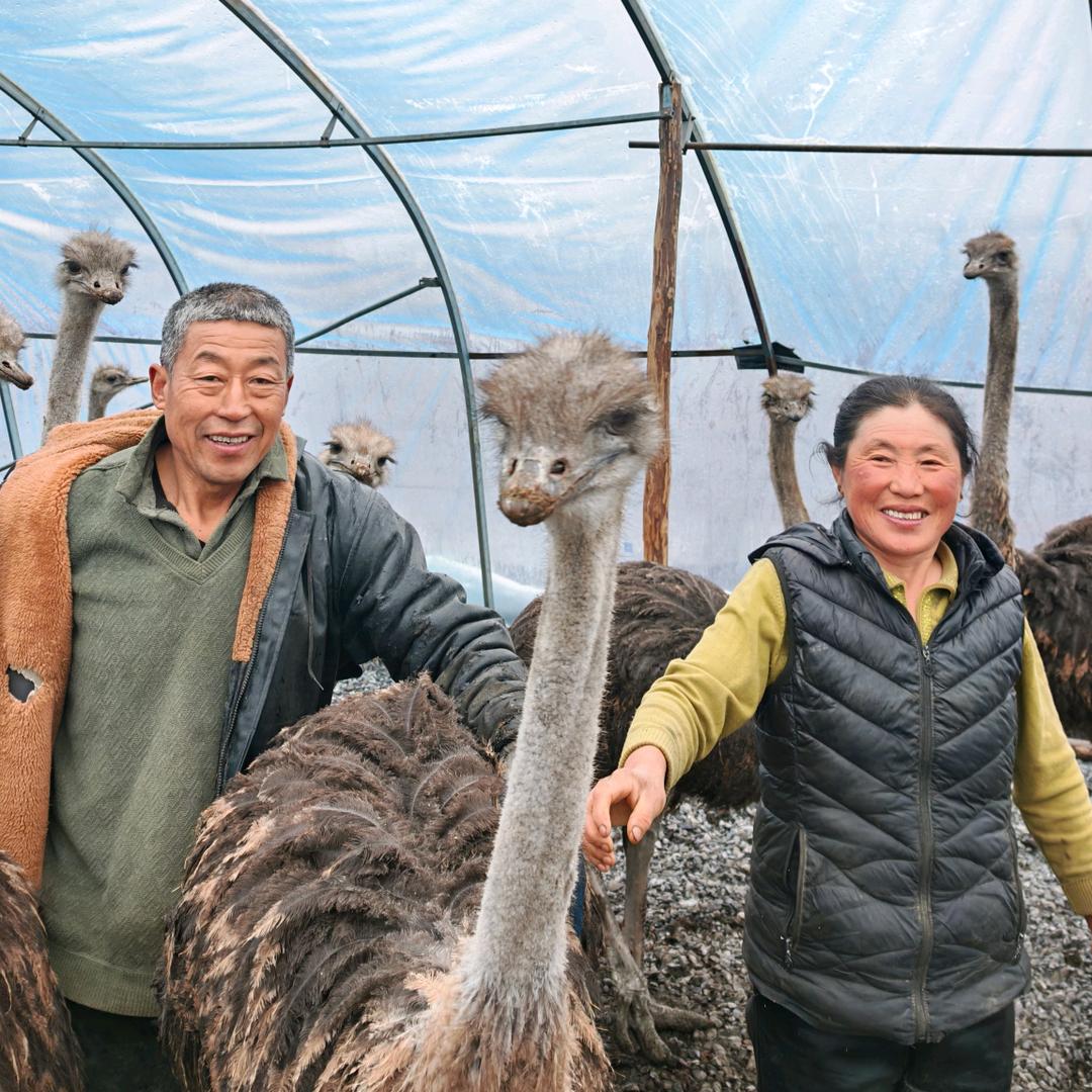 鸵鸟夫妇奔跑的人生