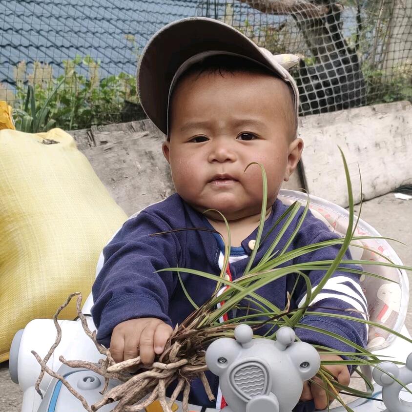 资源香花绿兰