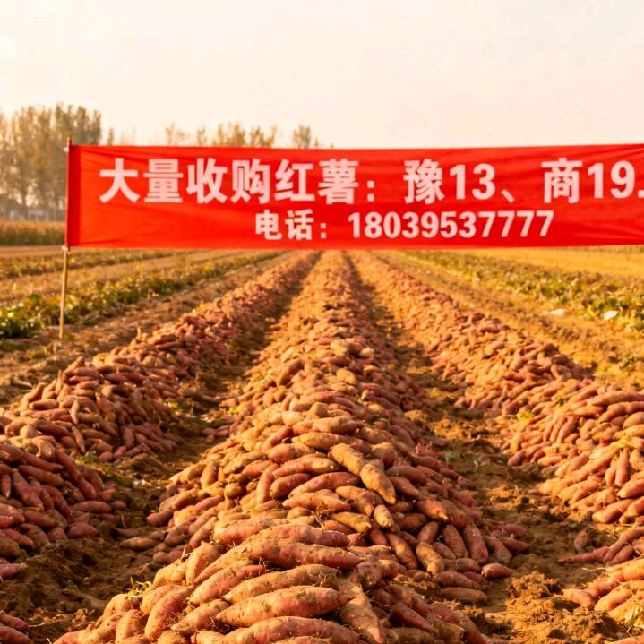 农业订单种植