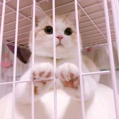 略略嘟
