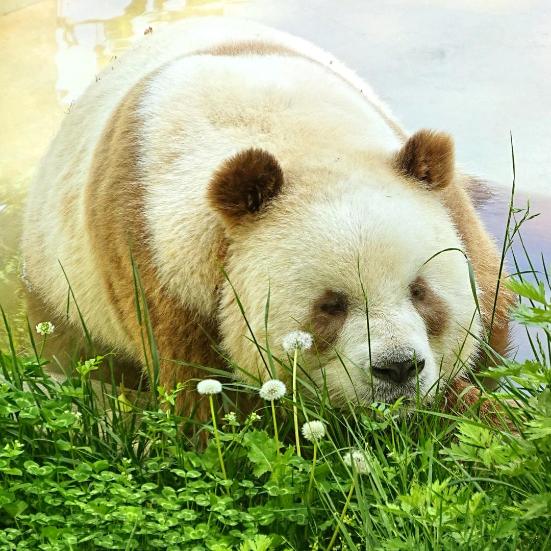 七仔&豆丁（直播七仔）