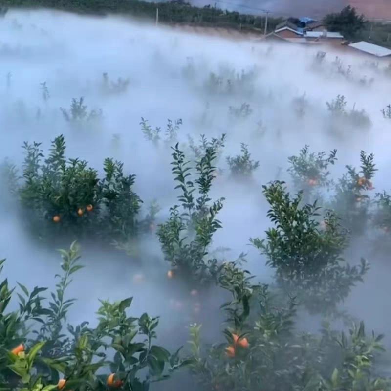 旭乾雾森系统