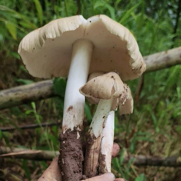 你个老6
