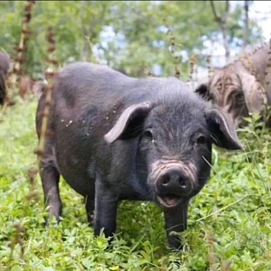 陆涛黑猪肉