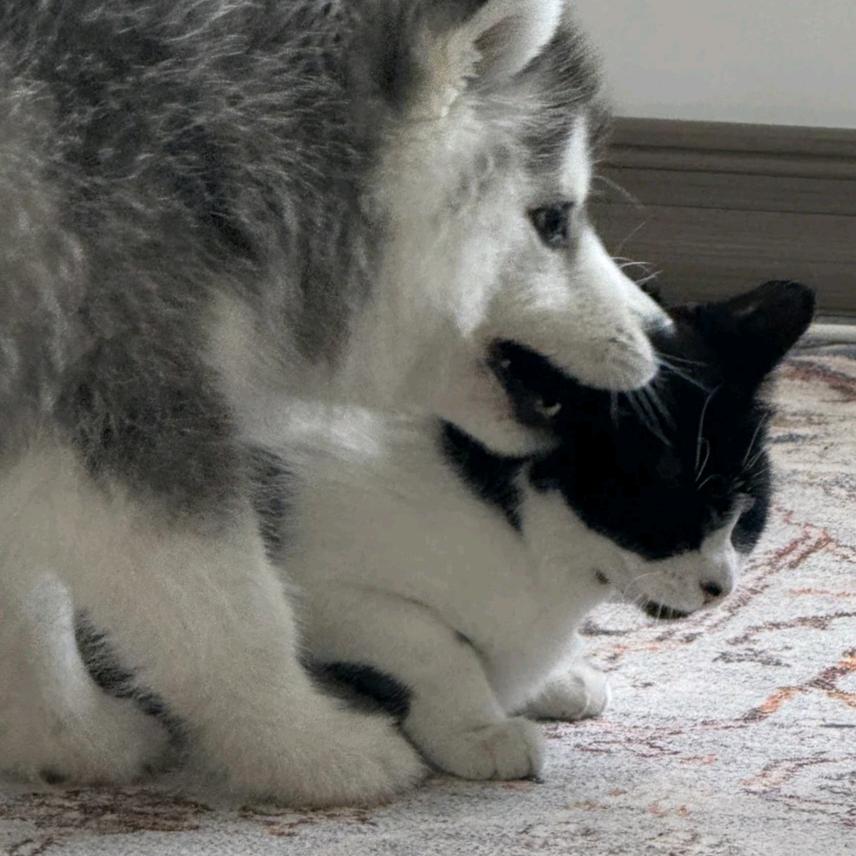 猫不理狗子
