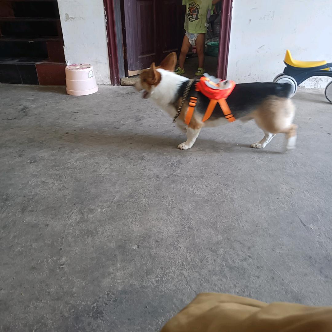 袁
