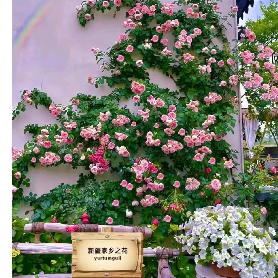 家乡之花（1号）