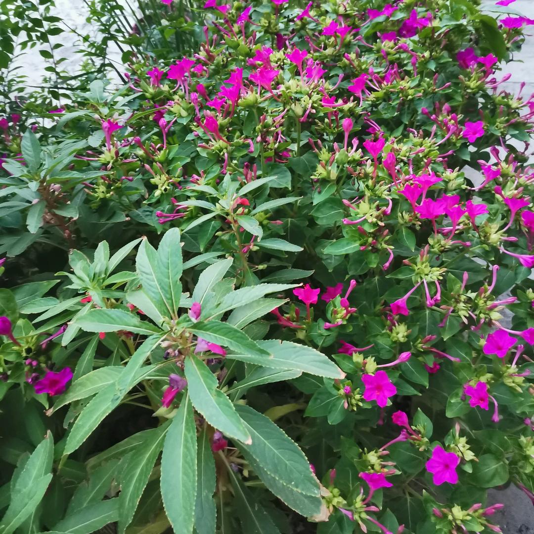 红果