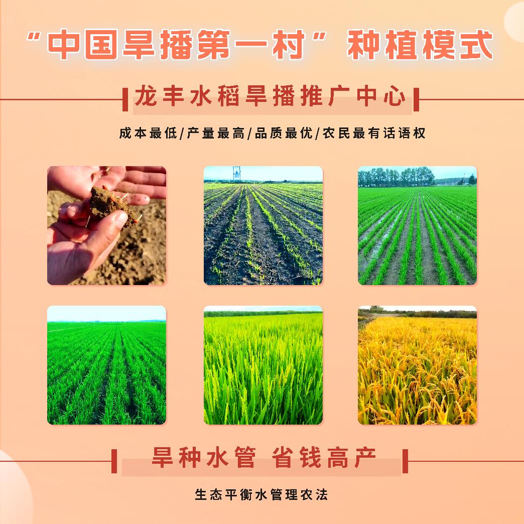 水稻旱直播推广中心~金福