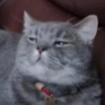 煎饼狗子(*´I`*)