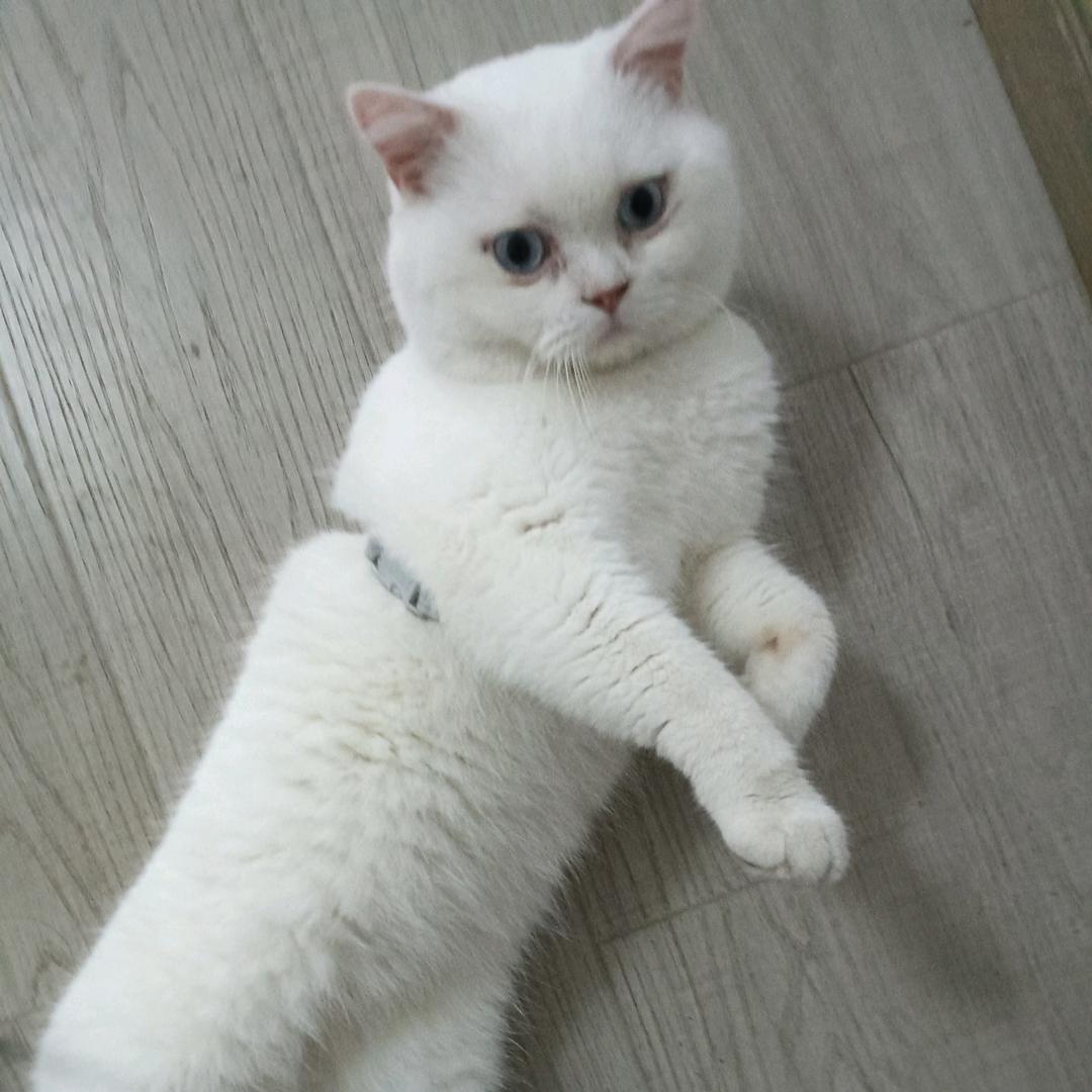 李想甜