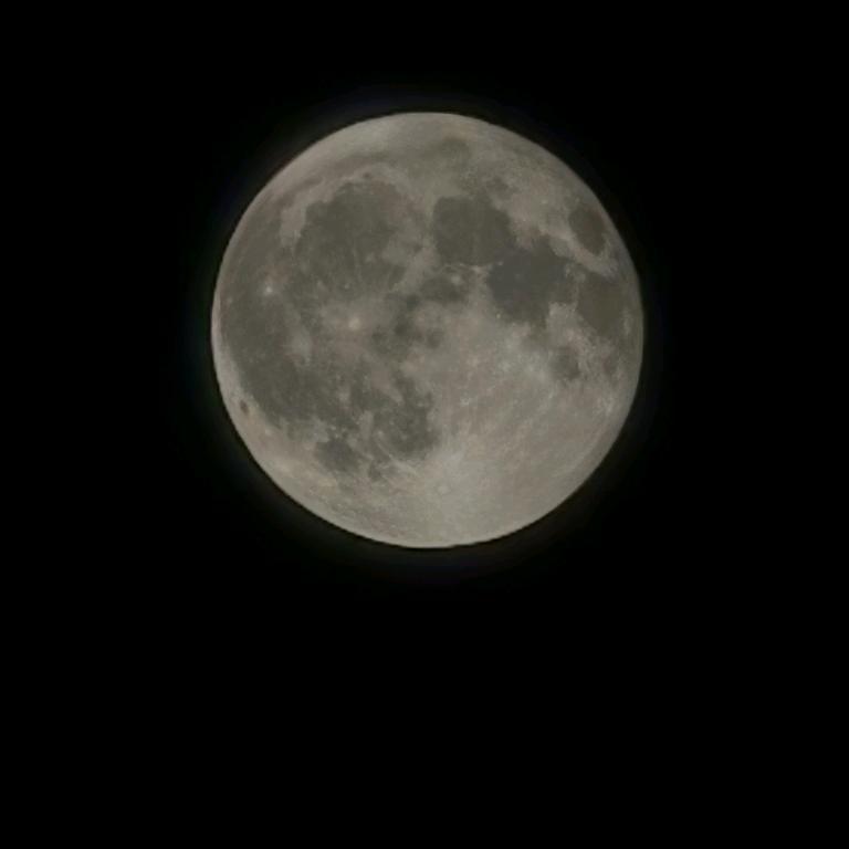 春天的温柔长满了枝头