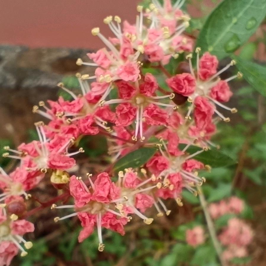 居然之佳散沫花指甲花指甲叶染发