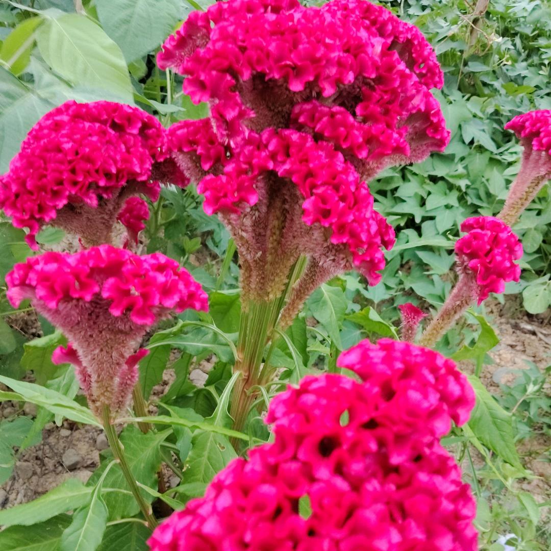 老汪【好物分享】