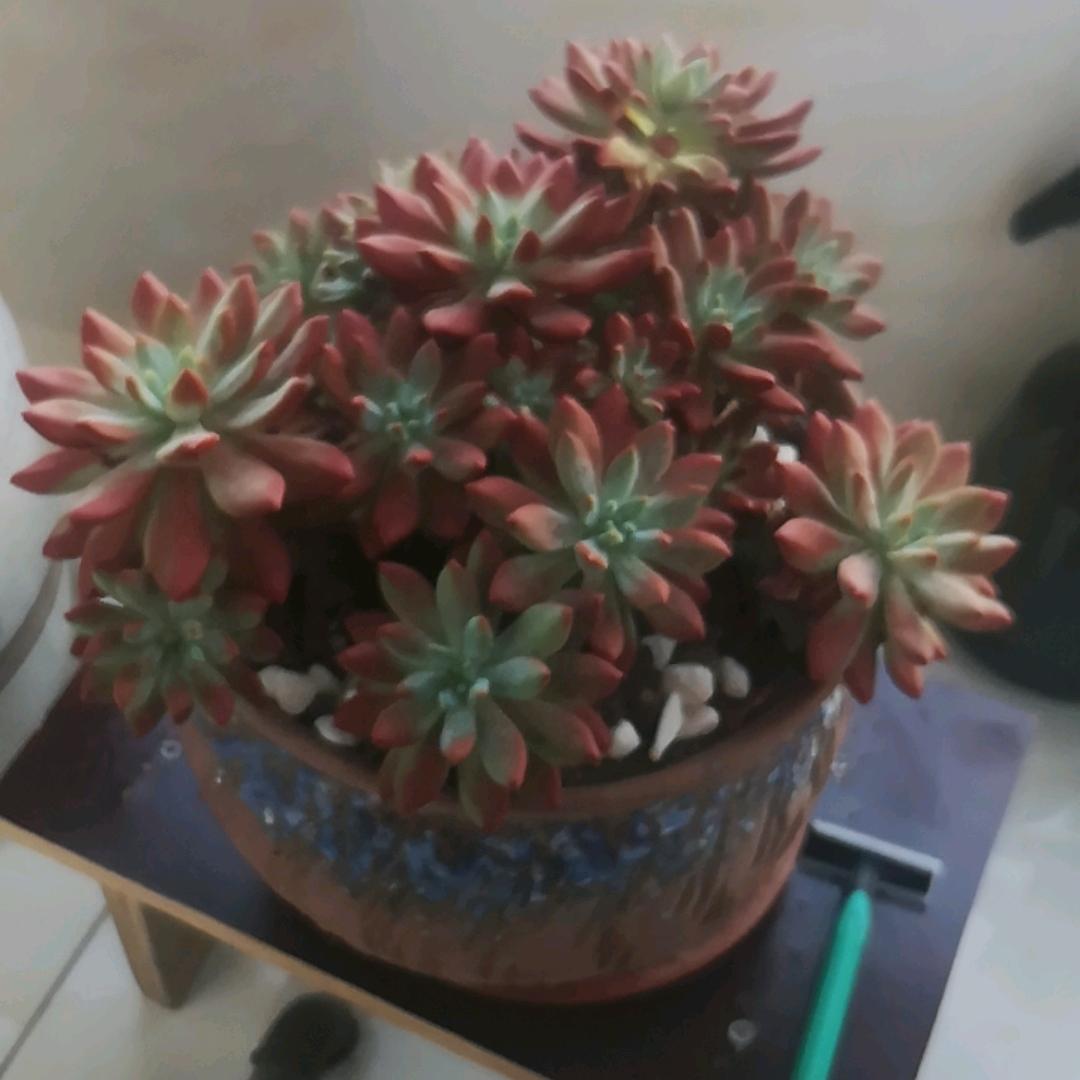 鹿角帽粉大贺3年老店